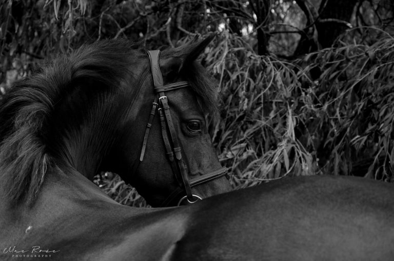 Equine Photoshoot Preparation