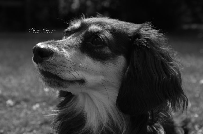 Canine Photoshoot Preparation